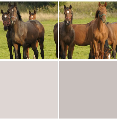 Pferde auf einer Weide