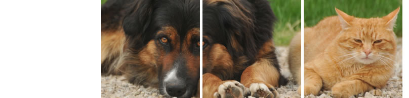 Katze und Hund auf Decke