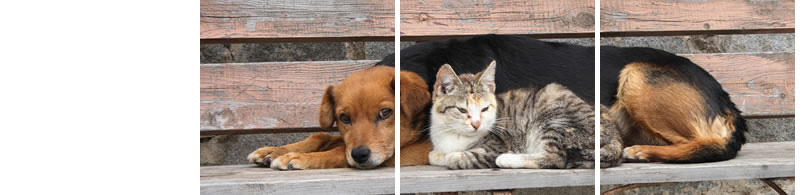 Hund und Katze zusammen auf einer Bank